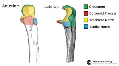 proximal-part-ulna.jpg