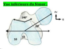 trochlée fémur.jpg