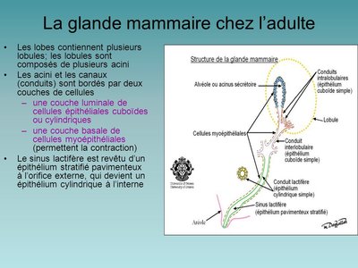 La+glande+mammaire+chez+l’adulte.jpg