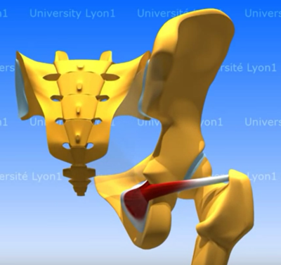 Obturateur interne.png