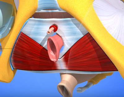 Sphincter strié.png