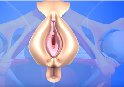 Périnée cutanée.png