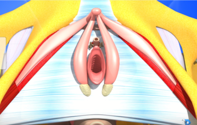 Blande de bartholin.png