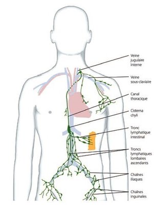 Drainage lymphatique.jpg
