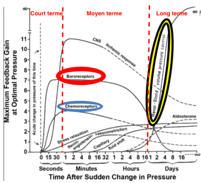 réguation système vasculaire.png