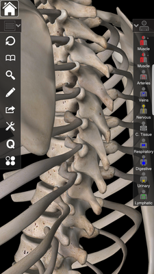 épineux thoraciques.png