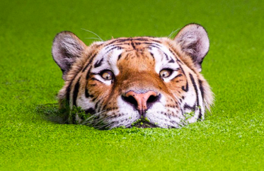 Capture d’écran 2018-03-31 à 15.45.40.png