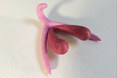 Le clitoris en 3D (Odile Fillod – 2016).jpg (31.29 Kio) Vu 366 fois Le clitoris en 3D (Odile Fillod – 2016).jpg