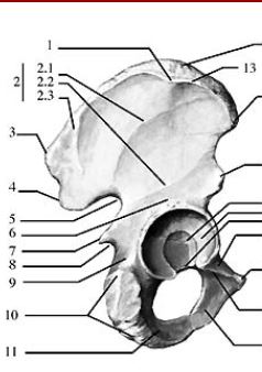 Tubercule du moyen fessier.JPG