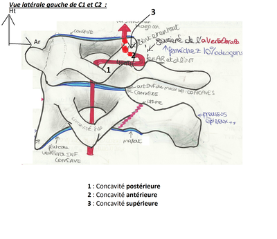 vue lat C1 C2png.png