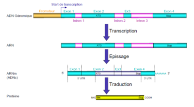 Capture d’écran 2018-04-08 à 10.22.44.png