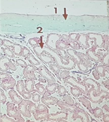 Capture d’écran 2018-04-09.png