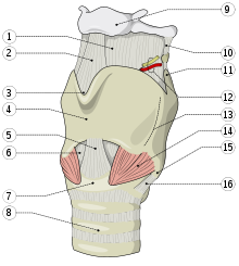 220px-Larynx_external_base.svg.png