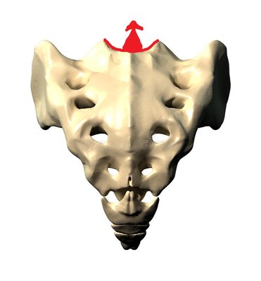sacrum-vue-postérieure.jpg