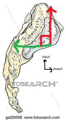 Surface auriculaire du sacrum.jpg