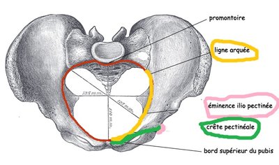 Vue supérieure de l'os coxal.jpg
