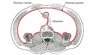 Mésentère.png