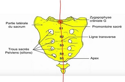 Vue ventrale du sacrum.JPG (34.91 Kio) Vu 183 fois Vue ventrale du sacrum.JPG