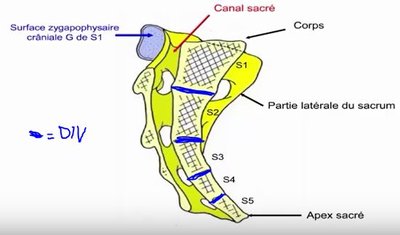 Coupe sagitale du sacrum.JPG (30.5 Kio) Vu 183 fois Coupe sagitale du sacrum.JPG