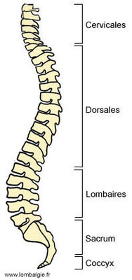 Colonne-vertébrale-vue-latérale.jpg