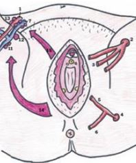 Vue gynécologique.JPG