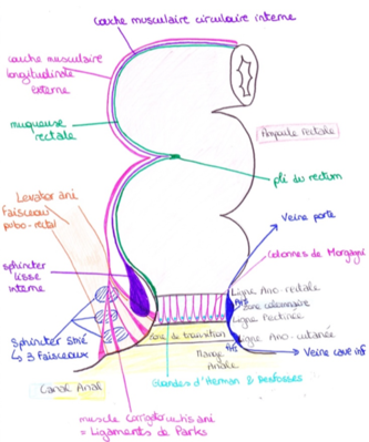 rectum.png