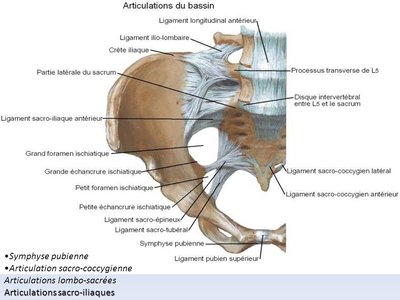 ligament sacro épineux.jpg