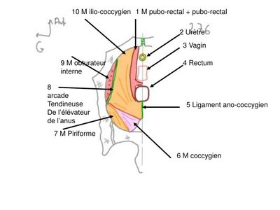 ligament ano coccygien.jpg
