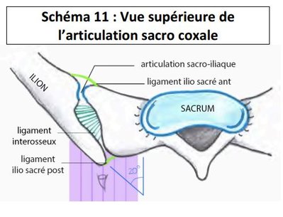 vue sup de l'articulation sacro coxal.JPG