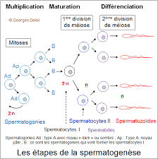 spermatogenese.png