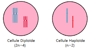 Diploïde Haploïde.png