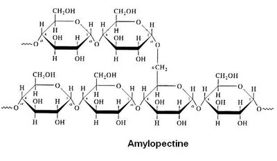 amylopectine.JPG