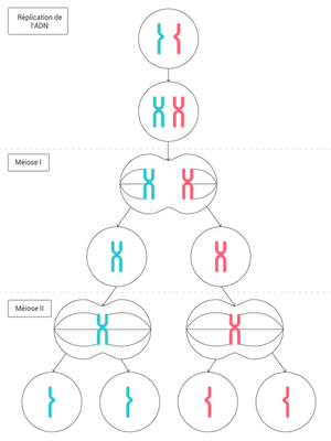 Schéma méiose.png