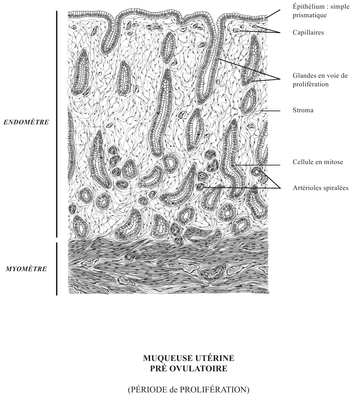 muq_uterine_profil_planche.png