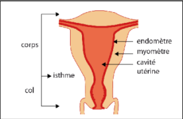 utérus2.png