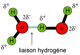 liaison hydrogène.gif