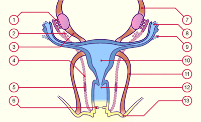 différenciation voies génitales.gif