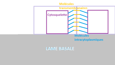 schema complexe jonctio.png (15.01 Kio) Vu 172 fois schema complexe jonctio.png