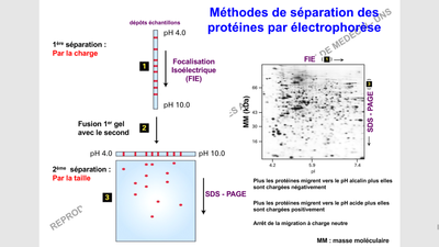 electrophorese.png