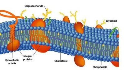 membrane-plasmique.jpg