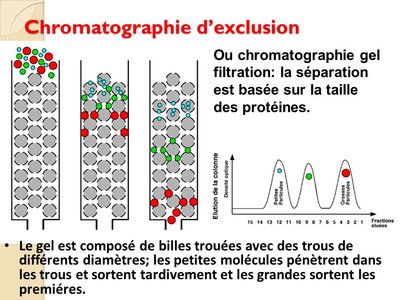 Chromatographie+d’exclusion.jpg