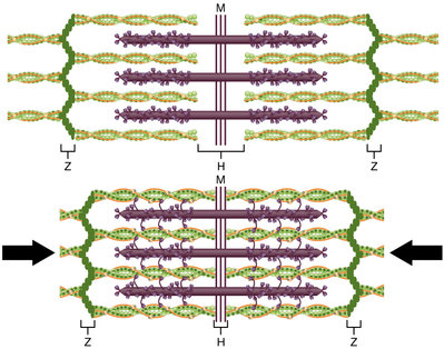 contraction muscu.jpg