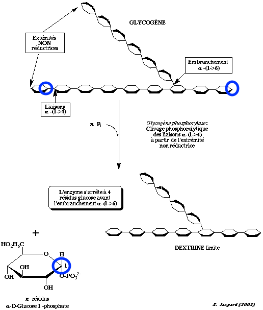 glycogène.gif