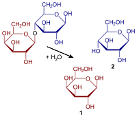200px-Hydrolysis_of_lactose.svg.png
