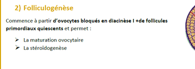 Folliculogenèse.png