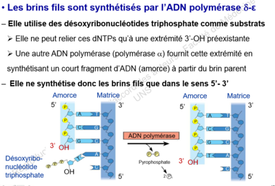 image réplication de l'ADN.png
