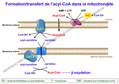 Capture d’écran 2018-10-10 à 20.42.35.png
