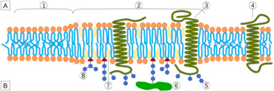 1200px-Lipid_raft_organisation_scheme.svg.png