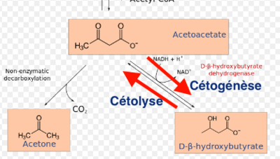 Capture d’écran 2018-10-17 à 22.31.56.png