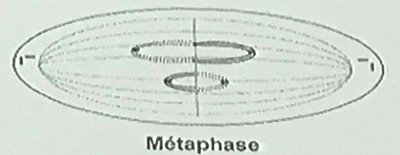 Métaphase de Première division méiotique.jpeg